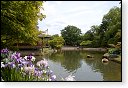 japanse tuin belgie hasselt koivissen gele Iris ensata koi Cyprinus carpio lente bloesem kersenbloesem voorjaar